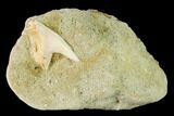 Fossil Shark (Physogaleus) Tooth - Bakersfield, CA #144462-1